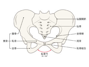 横浜 整体 仙腸関節